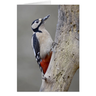 Woodpecker Cards