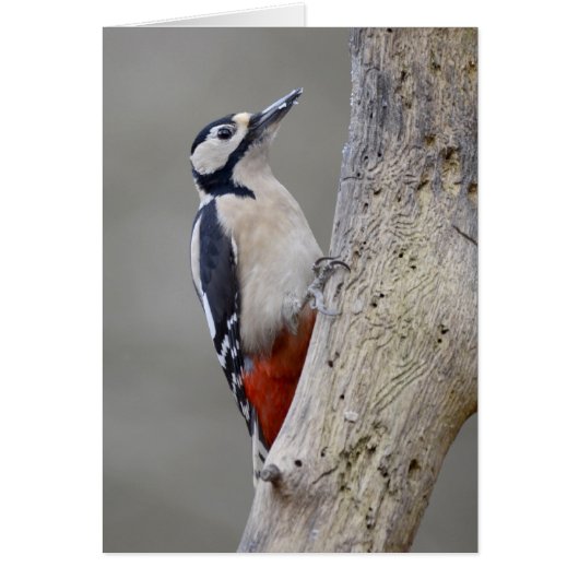 Woodpecker Cards (Front)