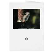 Woodpecker Cards (Back)