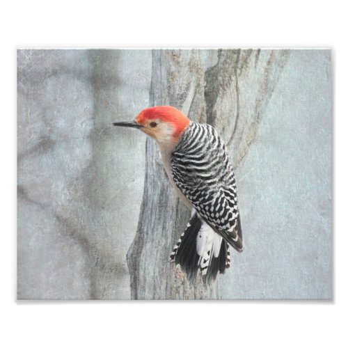 Woodpecker Distressed Photography Print