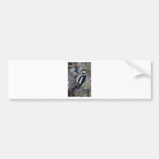 Woodpecker eating bumper sticker