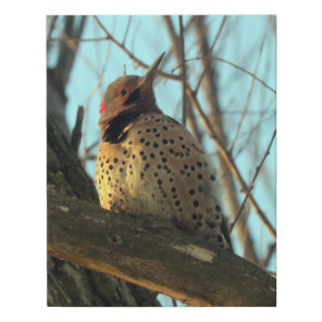 Woodpecker Faux Wrapped Canvas Print