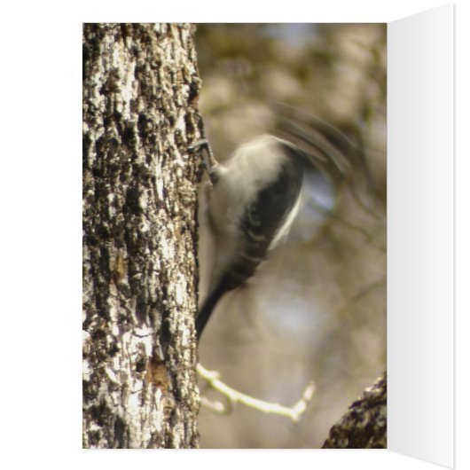 Woodpecker humor Card (Inside (Left))