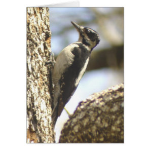 Woodpecker humor Card