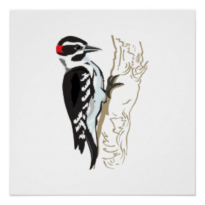 Woodpecker illustration poster