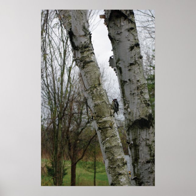 Woodpecker in spring poster (Front)