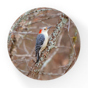Woodpecker in the Wild Trees Glass Paperweight