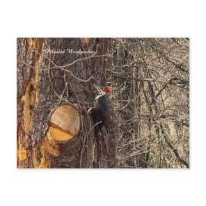 Woodpecker in Tree Postcard