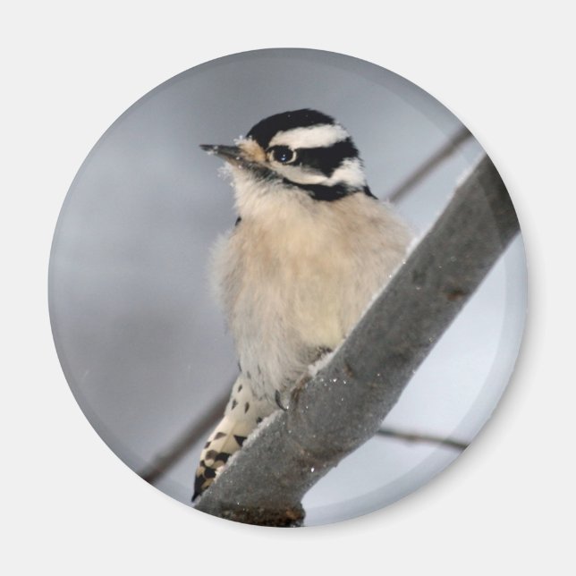 Woodpecker Magnet (Front)