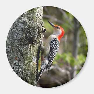 Woodpecker Magnet