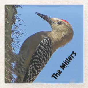 Woodpecker Photo Family Name Southwest Desert Bird Glass Coaster