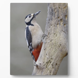 Woodpecker Plaque