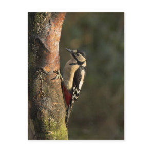 Woodpecker Postcard