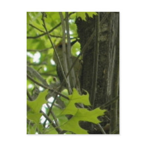 Woodpecker postcard