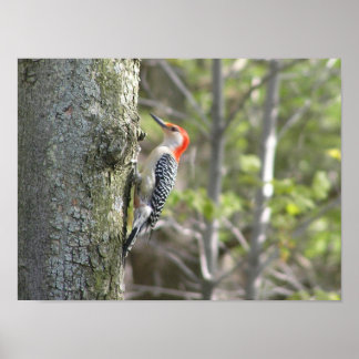 Woodpecker Poster