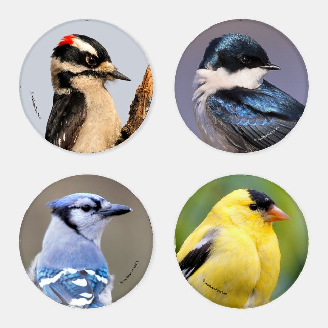 Woodpecker Swallow Jay Goldfinch Small Birds Coast Coaster Set (Set)