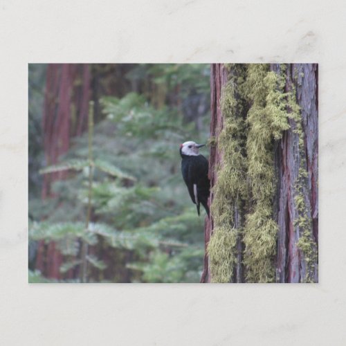 Woodpecker_Yosemite Postcard