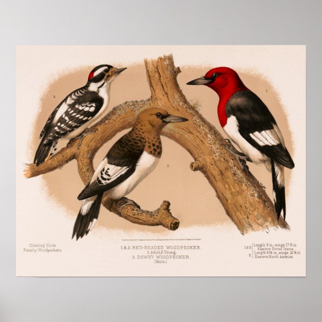 Woodpeckers 1874 restored lithograph poster (Front)