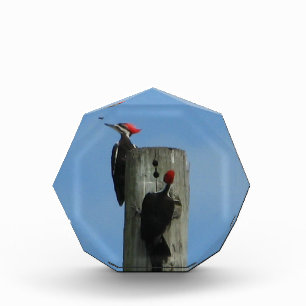 Woodpeckers on a Pole Photo Award