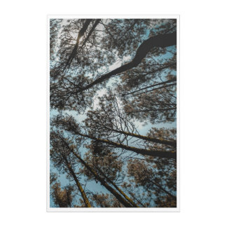 Woods Acrylic Print
