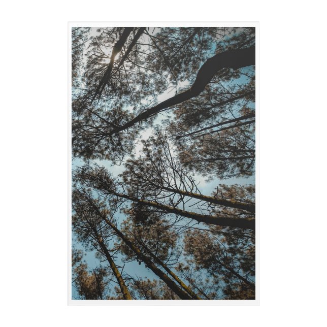 Woods Acrylic Print (Front)