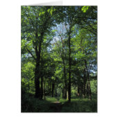 Woods. Bute Park, Cardiff (Front)