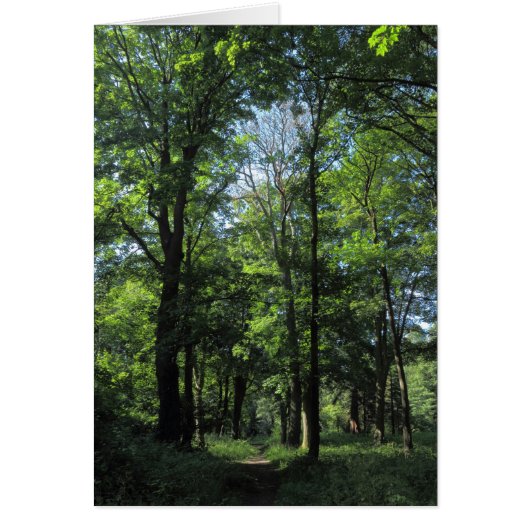 Woods. Bute Park, Cardiff (Front)