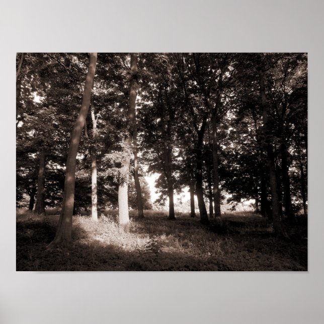 Woods Bute Park, Cardiff II Poster (Front)