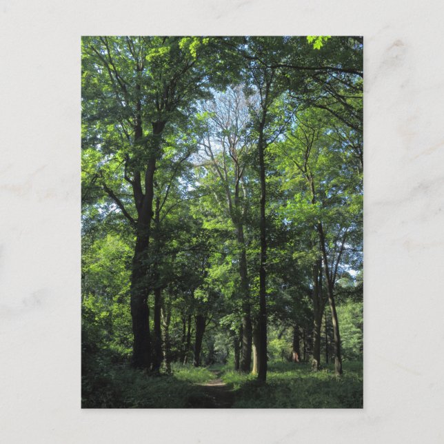 Woods. Bute Park, Cardiff Postcard (Front)