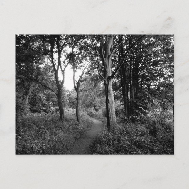 Woods Bute Park, Cardiff Postcard (Front)