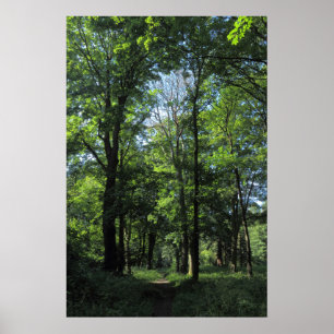 Woods. Bute Park, Cardiff Poster