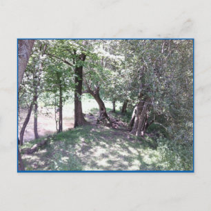 Woods by Pond Photo Postcard