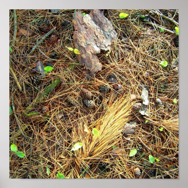Woods Floor-Pinecones,etc..Poster Poster (Front)