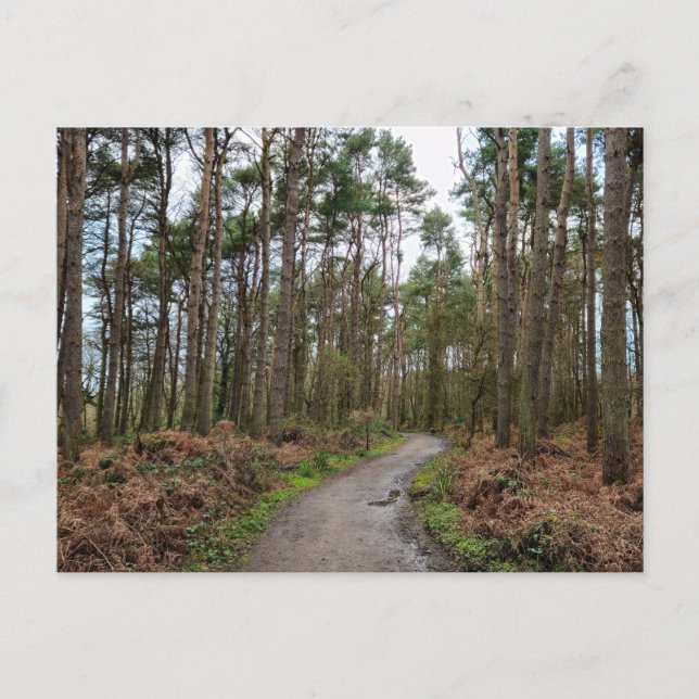 Woods Postcard (Front)