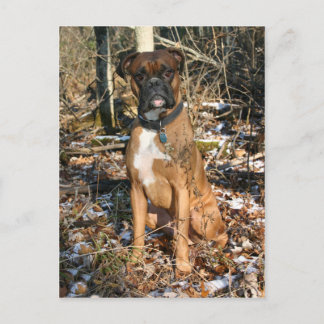 Woods Walk Boxer Postcard
