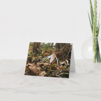 Woods Walking Inspirations Thank You Cards