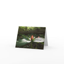 Woods Walking Trillium Thank You Cards