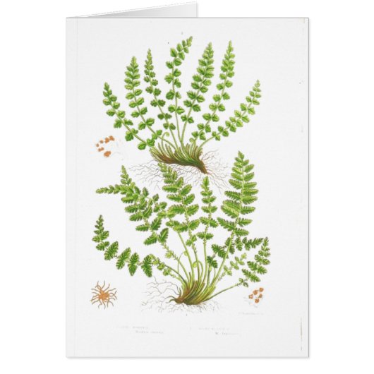 Woodsia Fern Cards (Front)