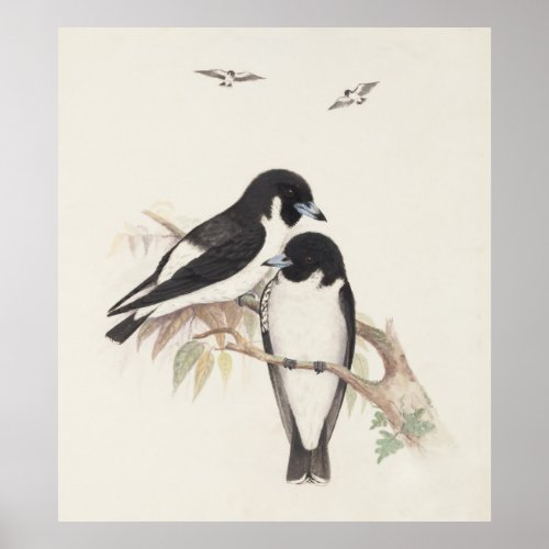 Woodswallow bird nature painting poster