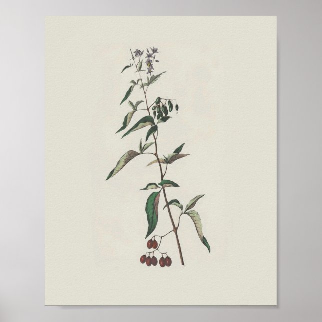 Woody Nightshade Poster (Front)