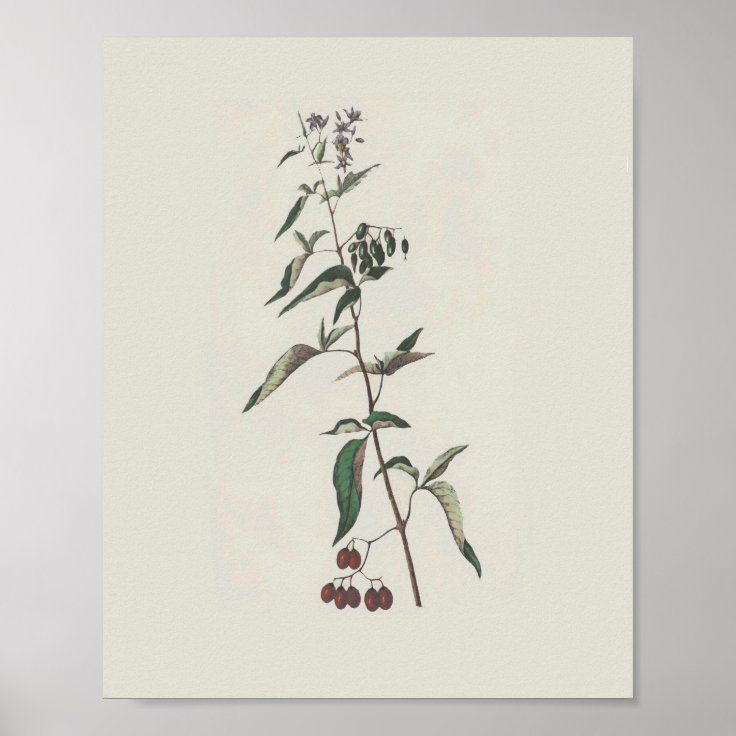 Woody Nightshade Poster | Zazzle