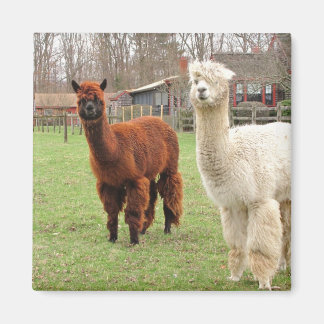 Woolly Alpacas ~ magnet