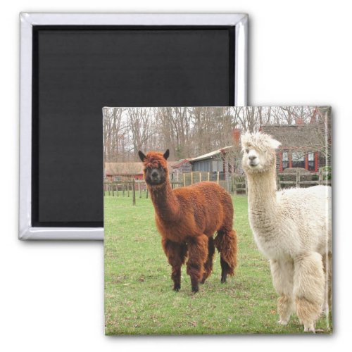 Woolly Alpacas  magnet