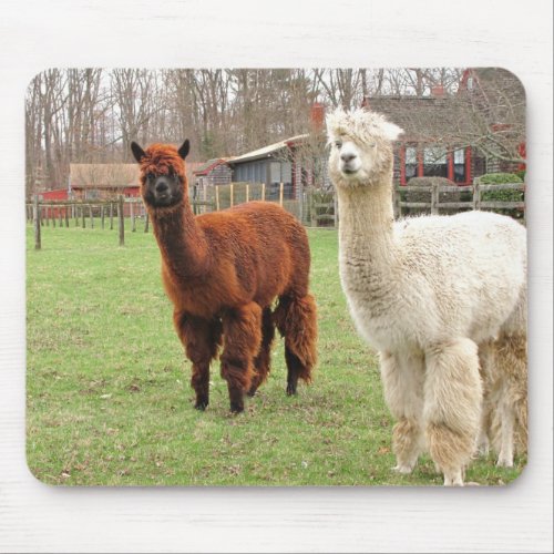 Woolly Alpacas  mousepad