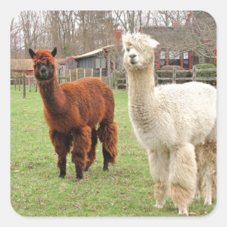 Woolly Alpacas ~ sticker