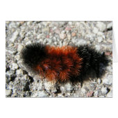 Woolly Bear Caterpillar Card (Front Horizontal)