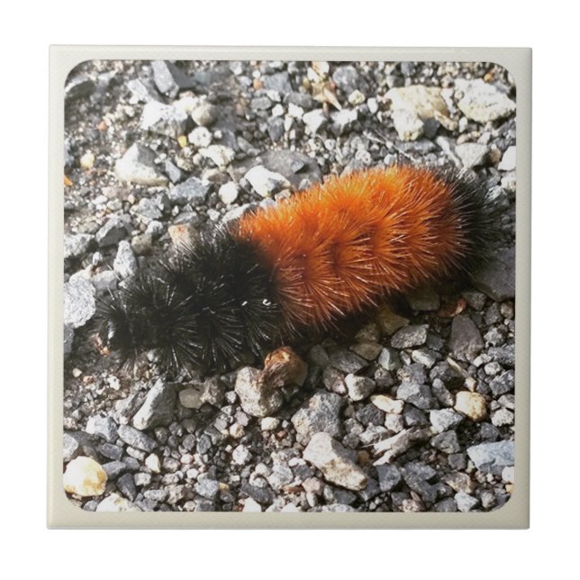Woolly Bear Caterpillar Ceramic Tile (Front)
