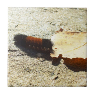 Woolly Bear Caterpillar Ceramic Tile
