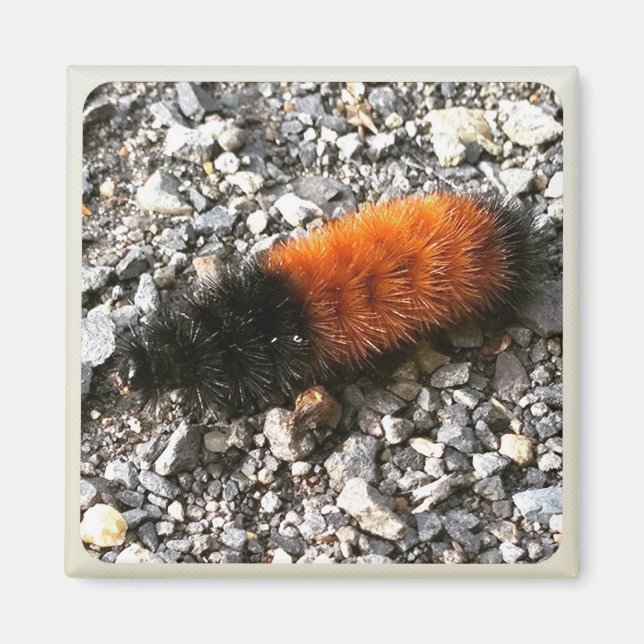 Woolly Bear Caterpillar Magnet (Front)