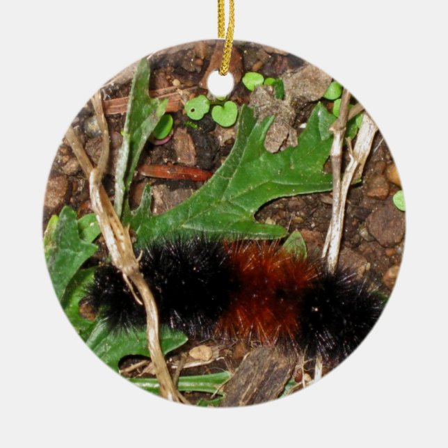 Woolly Bear Caterpillar - photograph Ceramic Ornament (Front)